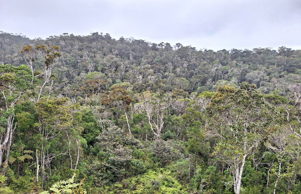 foret-iaroka-madagascar-mécénat