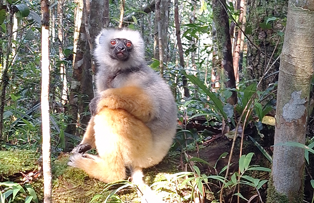 lemurien-biodiversite-iaroka-madagascar