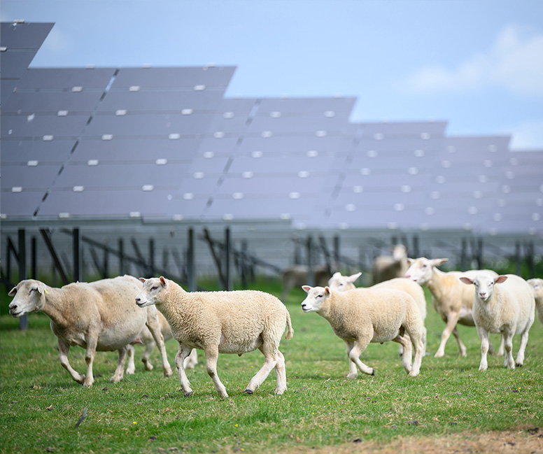 Agrivolta sme Ovin Photosol agrivolta-sme-ovin-photosol